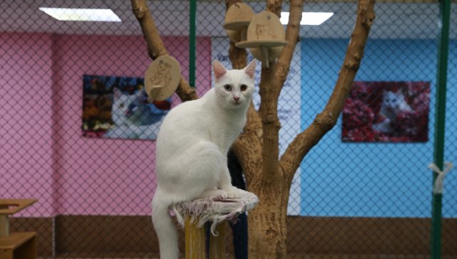 Koruma altındaki Van kedileri 150 yavru dünyaya getirdi