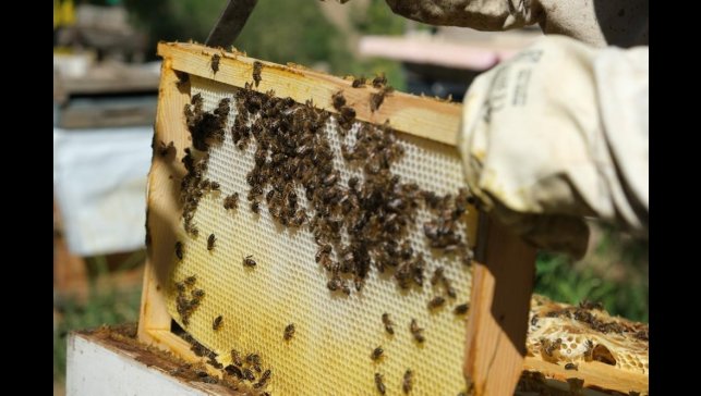 Erzincan ismini kullanan sahte balcılara yasal yaptırımlar uygulandı