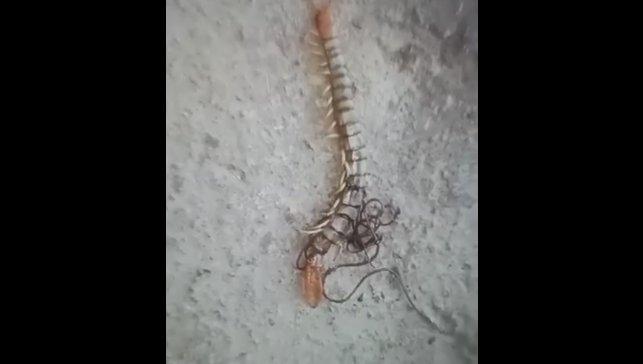 Kırkayağın içinden çıkan at kılı solucanını görünce neye uğradığını şaşırdı