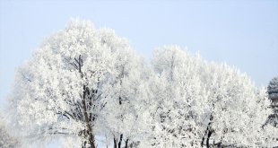 Doğu Anadolu'daki şehirlerde ağaçları kırağı, dereleri ve şelaleleri buz tuttu