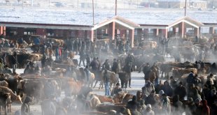 Kışın dondurucu soğuklarına rağmen Ağrı Hayvan Borsası hareketli