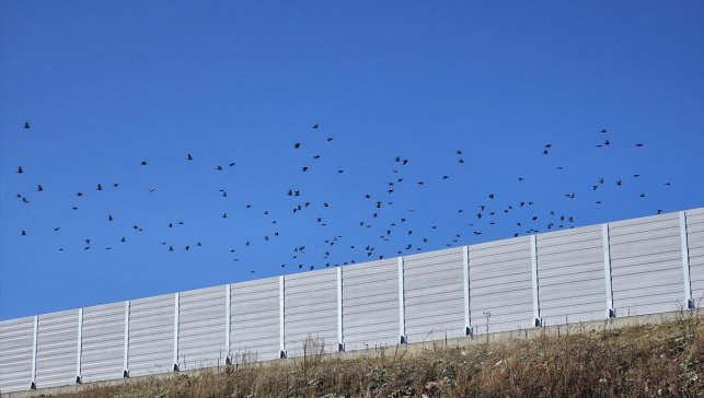 Yente AŞ, göçmen kuşları korumak için Aktaş Gölü'nde ses bariyerleri inşa etti