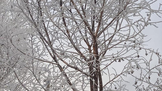 Erzurum, Kars, Ardahan ile Ağrı'da kar ve soğuk hava etkili oldu