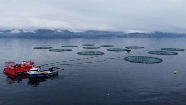Metro Türkiye, yerli Türk somonunu piyasaya sunacak