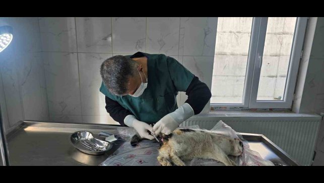 Bağırsağı dışarı çıkan kedi ameliyata alındı