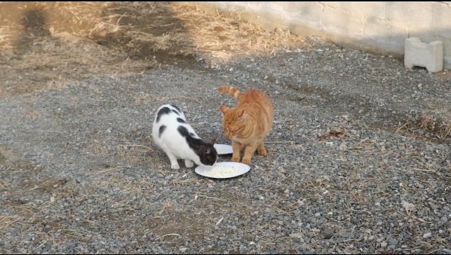 Kediyle orijinal ve sahte peynir testi