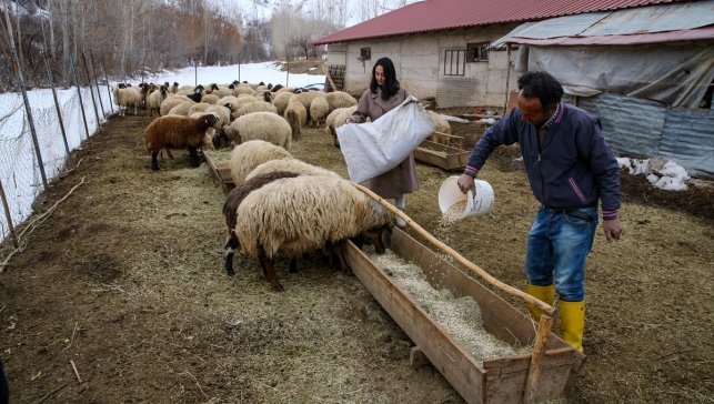 Gıda mühendisi genç kadın devlet desteğiyle besicilik yapmaya başladı