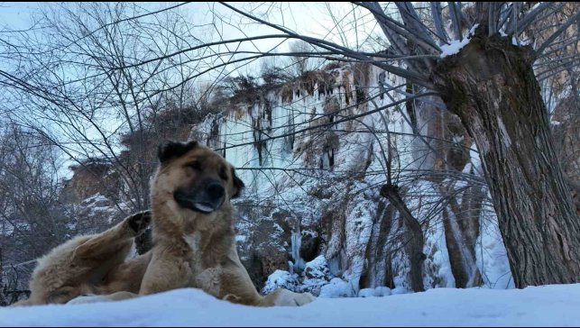Buz tutan Girlevik Şelalesi'nde 2 metrelik buz sarkıtları oluştu