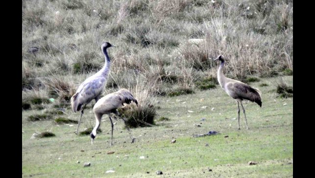 Türkülere konu olan telli turnalar Erzincan'da görüntülendi