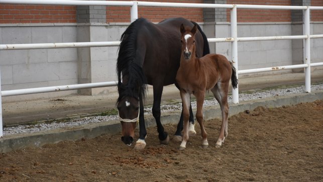 Osmanlı'da ordunun at ihtiyacını karşılayan harada şampiyon adayı tayların doğumu başladı