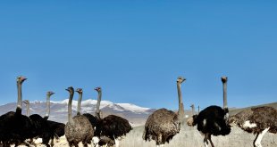 Ağrı Dağı eteklerine kurulan deve kuşu çiftliği ile hayvancılık sektörüne yeni bir soluk getirildi