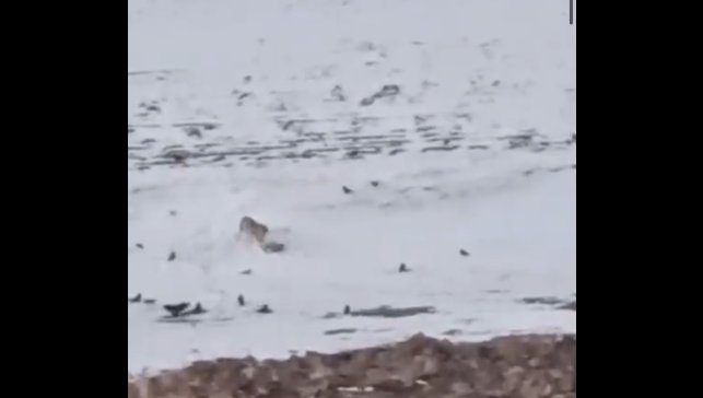 Diyadin'de aç kurt köpeği parçalayıp yedi