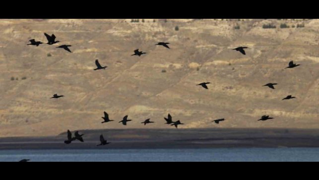 Elazığ'da su kuşu sayım çalışmaları
