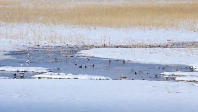 Karla kaplanan ama donmayan Nehil Sazlığı kışın da kuşlara yuva oldu