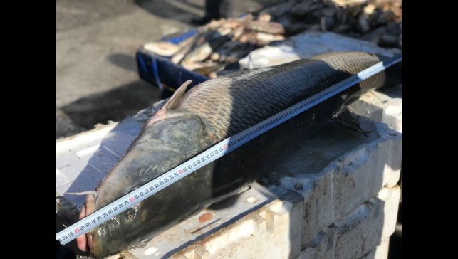 Dev balık tezgâhta alıcı buluyor