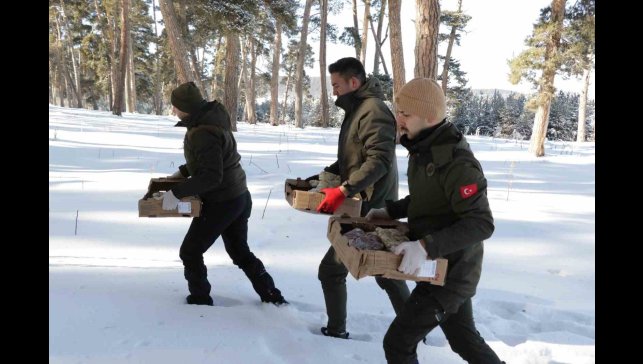 Yabani hayvanlar için doğaya yem bıraktılar