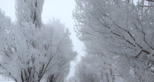 Erzurum, Kars, Ağrı, Ardahan ve Tunceli'de dondurucu soğuklar etkisini sürdürüyor