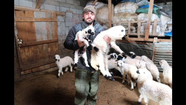 Erzincanlı besiciler gece gündüz kuzu nöbetinde
