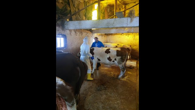 Tunceli'de şap hastalığı ile mücadele çalışmaları sürüyor