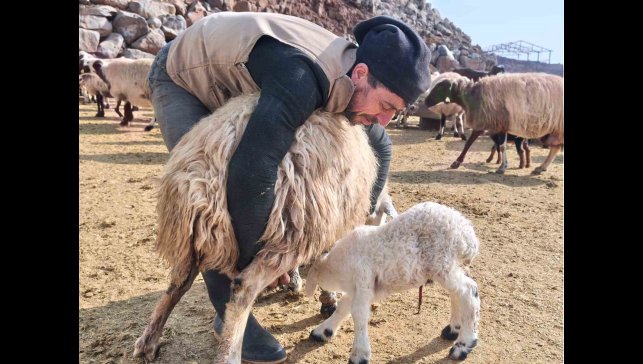 Şap tedirginliği yaşayan üreticiler 24 saat kuzu nöbeti tutuyor
