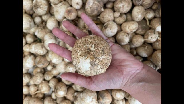 Toplamanın cezası 557 bin lira: O sarımsağı korumak için proje hazırlandı