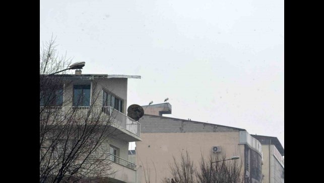 Iğdır'da göç etmeyen leylekler kar altında kaldı