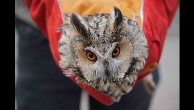 Muş'ta yaralı puhu tedavi altına alındı