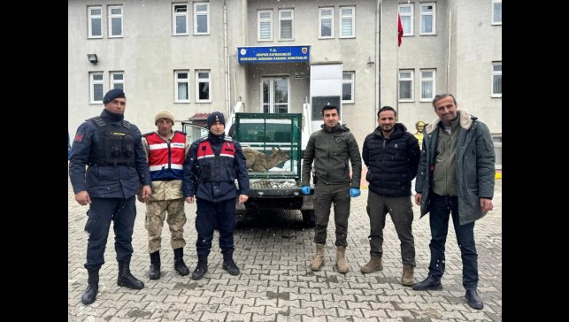Malatya'da yaralı bulunan dağ keçisi koruma altına alındı