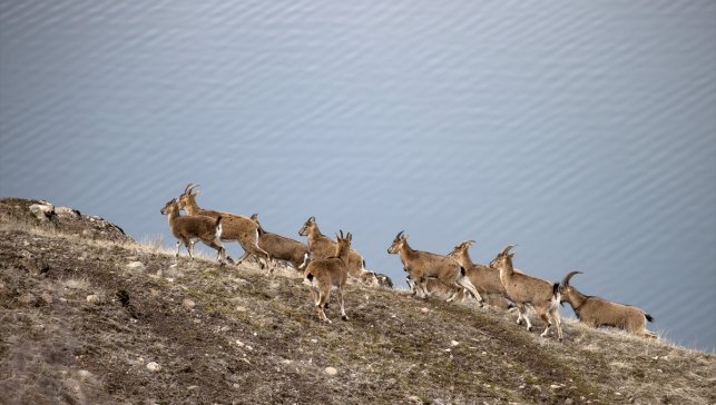 Tunceli'de karlı zirvelerden inen yaban keçileri görüntülendi