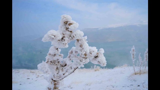 Muş'ta kırağı tutan otlar pamuk tarlasını andırıyor