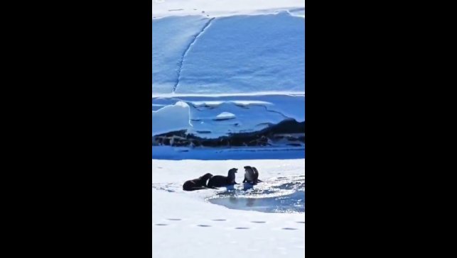 Su samuru ailesi Kura nehrinde görüntülendi
