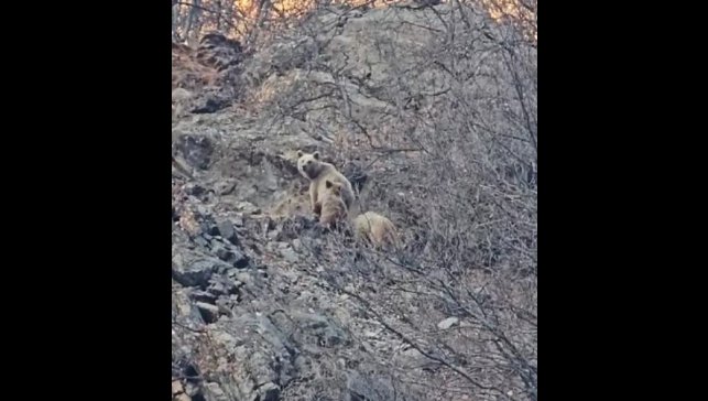 Tunceli'de kış uykusuna yatmayan ayı ailesi görüntülendi