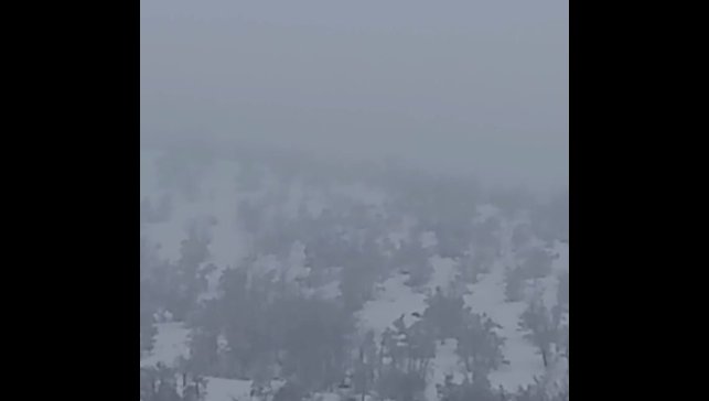 Aç kalan domuzlar köye indi