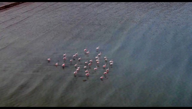 Van Gölü havzasını seven flamingolar kışın da gitmedi