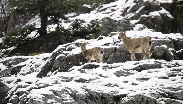 Tunceli'de yaban keçileri karlı dağlarda yiyecek bulmakta zorlandı