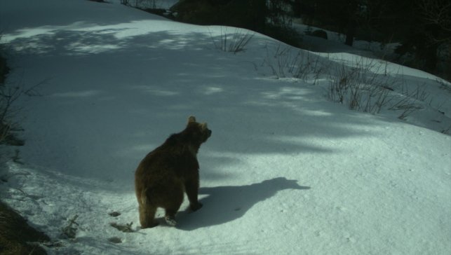 Kars'ta uydu vericisiyle takip edilen ayılar kışı uykuda geçiriyor