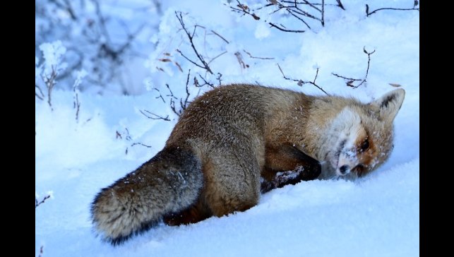 20 ilde oral aşı atım çalışması gerçekleştirilecek