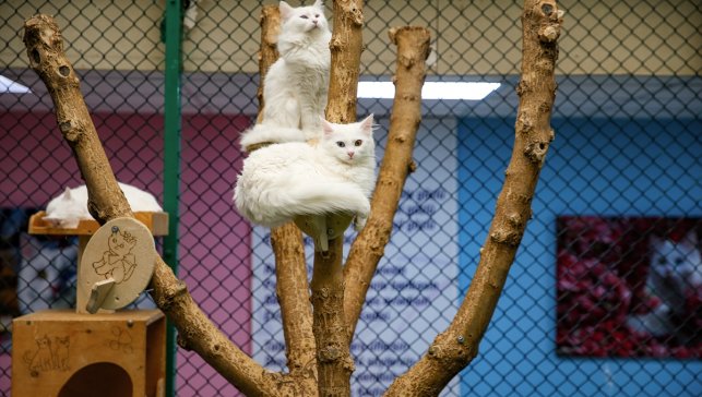 Van kedilerinin yaşadığı "Kedi Villası" yılda ortalama 200 bin ziyaretçiyi ağırlıyor