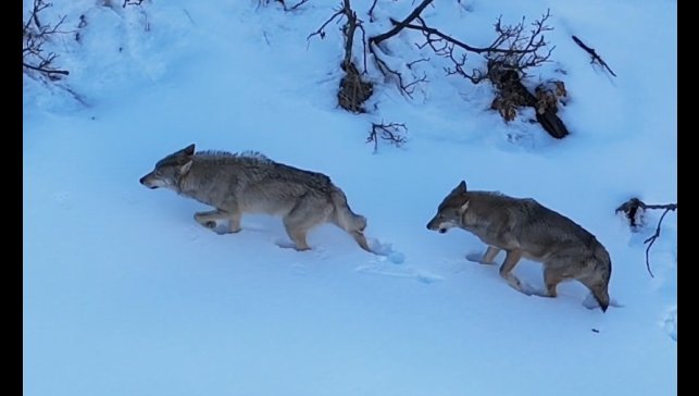 Munzur Vadisi'nde kurtlar görüntülendi