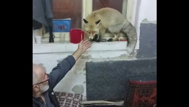 Erzurum'da aç kalan tilki, köylülere misafir geldi