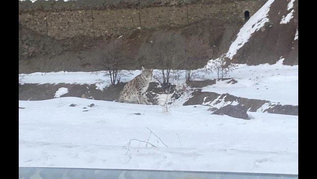 Kırmızı listedeki vaşak Elazığ'da görüldü