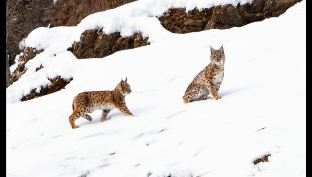 Tunceli'de koruma altında bulunan vaşak ailesi görüldü