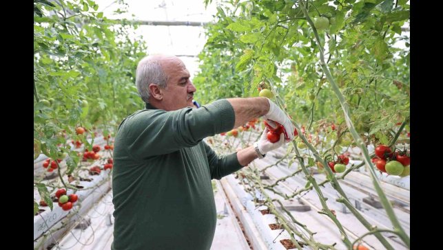 Aziziye'nin termal seralarında yeni dönem
