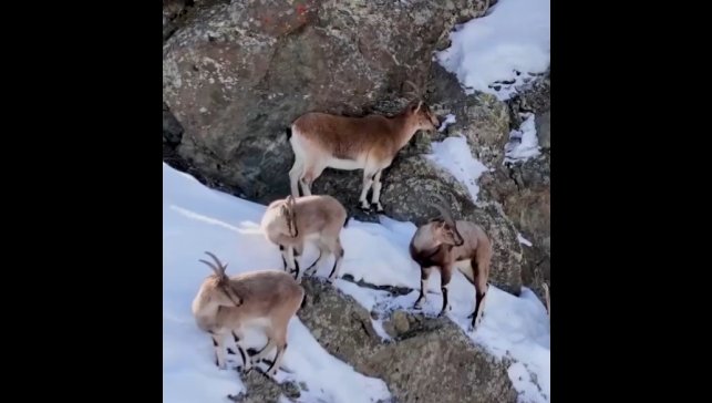 Erzincan'da dağ keçileri havadan görüntülendi
