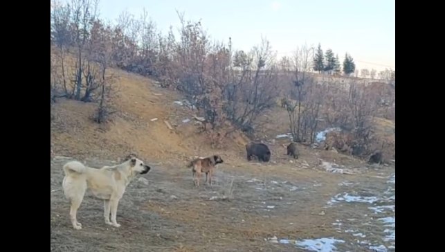 Tunceli'de yaban domuzları mahalleye kadar indi