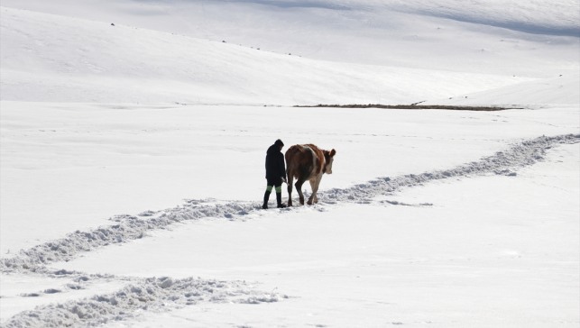 Ağrı'da besiciler hayvanları için kar ve soğukla mücadele ediyor