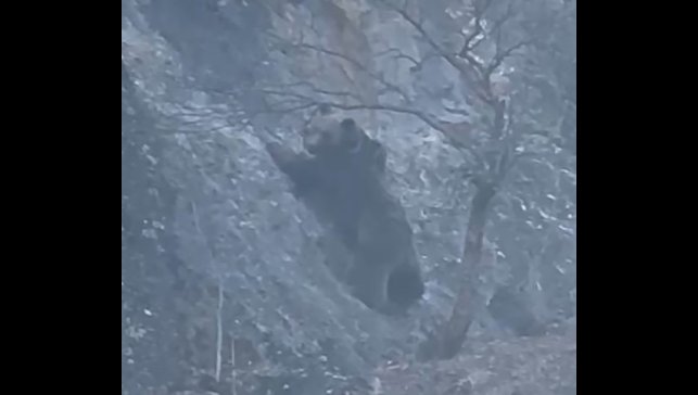 Sarp kayalıktaki leşe ulaşmak isteyen ayının olağanüstü çabası