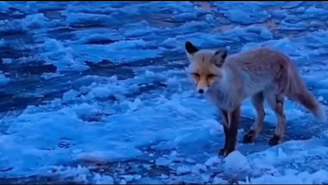 Diyadin'de yiyecek arayan tilki ilçe merkezine geldi