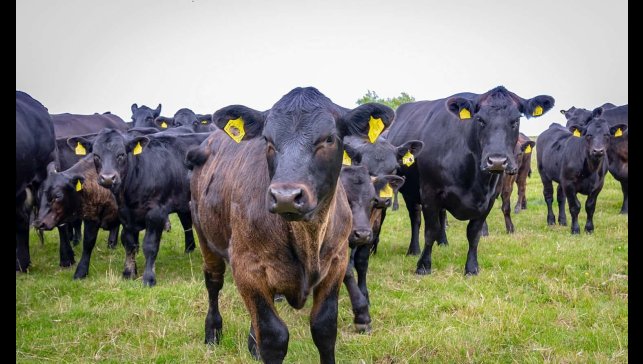 Erzincan'da Kırsalda Bereket, Hayvancılığa Destek Projesi'ne 2 bin 71 başvuru yapıldı