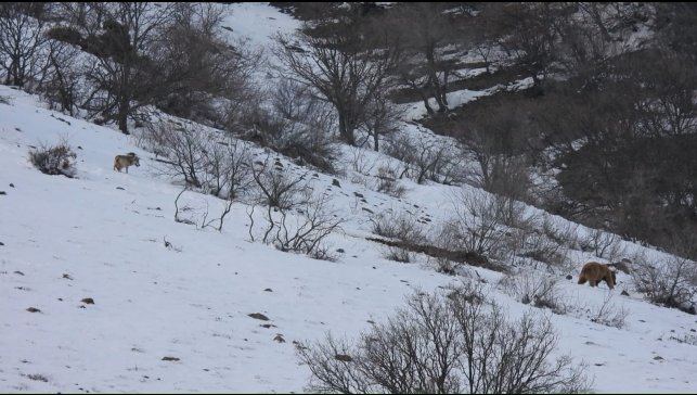 Leşe gelen ayı ve kurt aynı karede